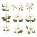 Minimalistic Dogwood Flower Set With Accurate And Detailed Vector Animation