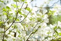 White Dogwood Flowers