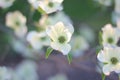 White dogwood petals in the spring months in Yakima, Washington, Pacific Northwest Royalty Free Stock Photo