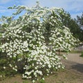 White dogwood in spring bloom Royalty Free Stock Photo