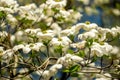 White dogwood in spring in full bloom Royalty Free Stock Photo