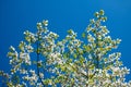 Dogwood branches in bloom Royalty Free Stock Photo