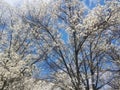 White dogwood tree blooms in spring Royalty Free Stock Photo