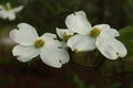 White dogwood tree blooms during the spring Royalty Free Stock Photo
