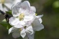 White dogwood tree blossom in detail