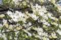 White Dogwood tree or Cornus florida.