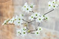 Hanamizuki, Cornus florida, Flowering Dogwood Royalty Free Stock Photo