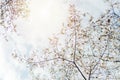 White magnolia dogwood tree flowers blooming spring background