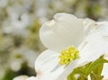 White dogwood tree flowers Royalty Free Stock Photo