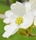 White dogwood tree flowers