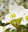 White dogwood tree flowers