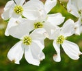 White dogwood tree flowers