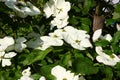 White dogwoods, Cornus Venus, blossom Royalty Free Stock Photo