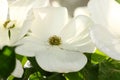 White dogwoods, Cornus Venus, blossom Royalty Free Stock Photo