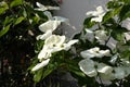 White dogwoods, Cornus Venus, blossom Royalty Free Stock Photo