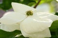 White dogwoods, Cornus Venus, blossom Royalty Free Stock Photo