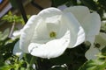 White dogwoods, Cornus Venus, blossom Royalty Free Stock Photo