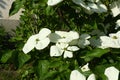 White dogwoods, Cornus Venus, blossom Royalty Free Stock Photo