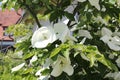 White dogwoods, Cornus Venus, blossom Royalty Free Stock Photo