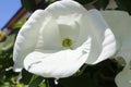 White dogwoods, Cornus Venus, blossom Royalty Free Stock Photo