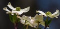 White dogwoods flowers blooming on a sunny spring day in Pittsburgh, Pennsylvania, USA Royalty Free Stock Photo