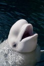 An white dolphin beluga looking at you in the deep blue sea