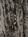 White domestic Appenzell goats follows hiker on steep rocky trekking path trail Saentis Santis Alpstein Switzerland
