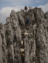 White domestic Appenzell goats follows hiker on steep rocky trekking path trail Saentis Santis Alpstein Switzerland