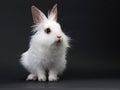 White domestic baby-rabbit