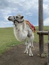 A white domestic camel is tied to a pole on a green field. Animals in Russia. Royalty Free Stock Photo