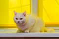 White domestic cat sitting on a white window sill with yellow background