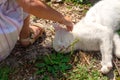 White domestic cat sleeping in the sun with near little girl. No face. Hand touches animal. Pet and baby friendship Royalty Free Stock Photo