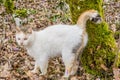 White domestic cat standing by the tree in the woods Royalty Free Stock Photo