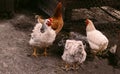 White domestic chicken in the yard near the chicken coop with other chickens Royalty Free Stock Photo