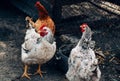 White domestic chicken in the yard near the chicken coop with other chickens Royalty Free Stock Photo