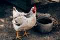 White domestic chicken in the yard near the chicken coop with other chickens Royalty Free Stock Photo