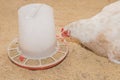 White domestic country chicken close-up hen pecking at grains at feeder Royalty Free Stock Photo