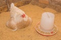 A white domestic country laying hen next to the feeder in the barn. Poultry and housekeeping Royalty Free Stock Photo