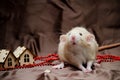 White domestic cute rat dambo sits on brown background with New Year houses, symbol of the year 2020 Royalty Free Stock Photo