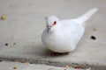 White domestic Diamond Dove Royalty Free Stock Photo