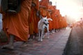 white domestic dog standing beside monk in luangprabang world heritage site of unesco in northern of lao