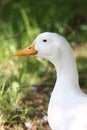 White domestic duck Royalty Free Stock Photo