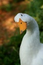 White Domestic Duck Royalty Free Stock Photo
