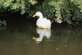 White Domestic Duck - Anas platyrhynchos domesticus