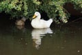 White Domestic Duck - Anas platyrhynchos domesticus Royalty Free Stock Photo