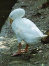 White Domestic duck beautiful photo Royalty Free Stock Photo