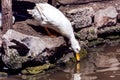 White domestic duck drinking water in lake Royalty Free Stock Photo