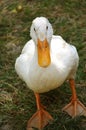 White domestic duck Royalty Free Stock Photo
