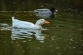 White domestic duck with orange beak in a lake Royalty Free Stock Photo