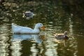 White domestic duck with orange beak Royalty Free Stock Photo